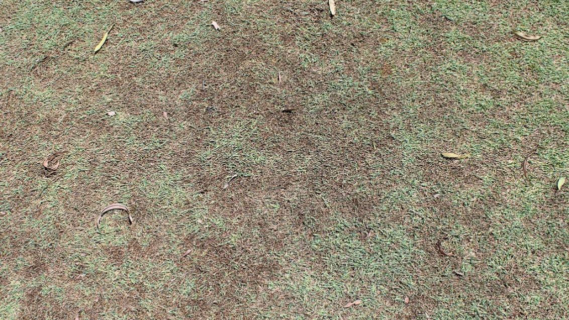 Leaf Spot
