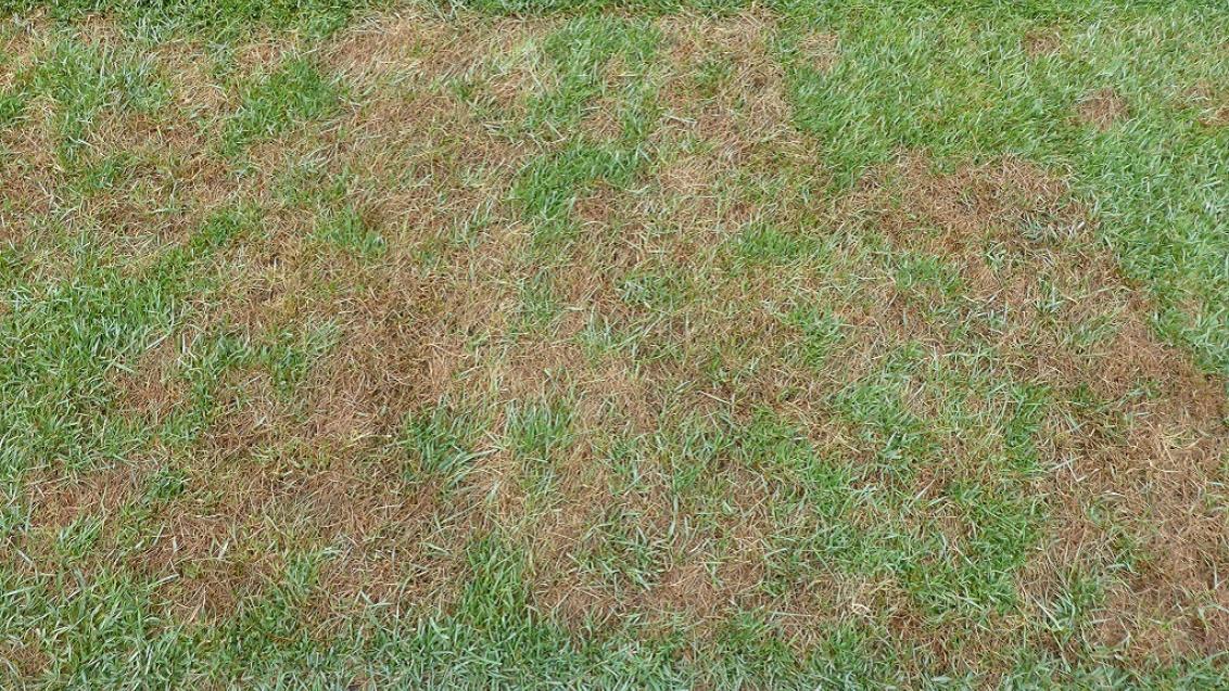 Pythium Blight