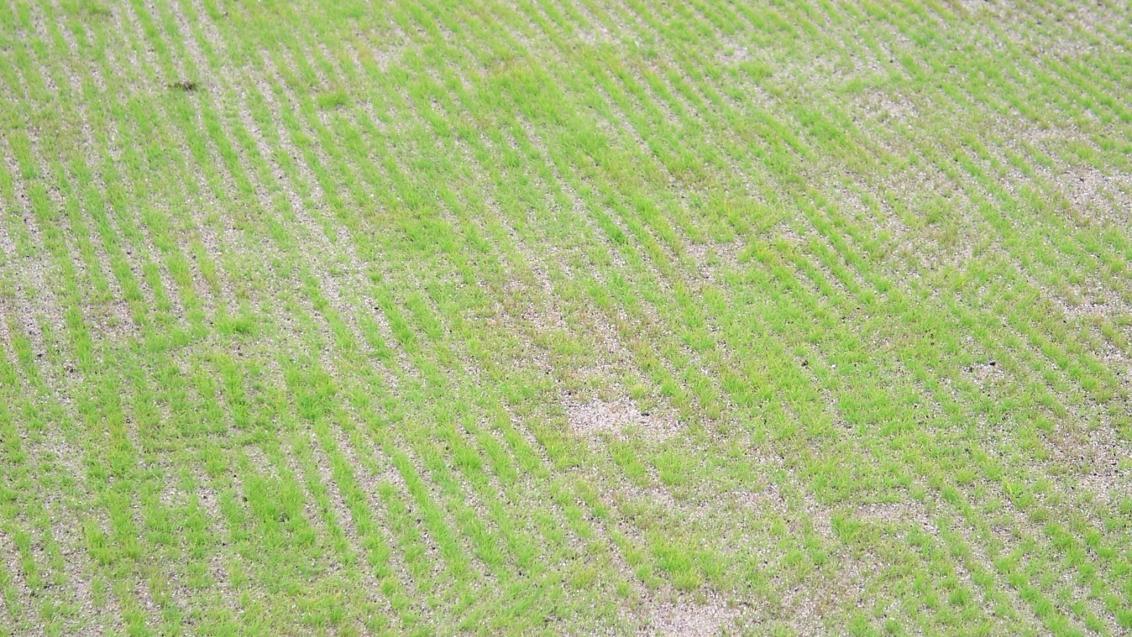 Seedling Blight
