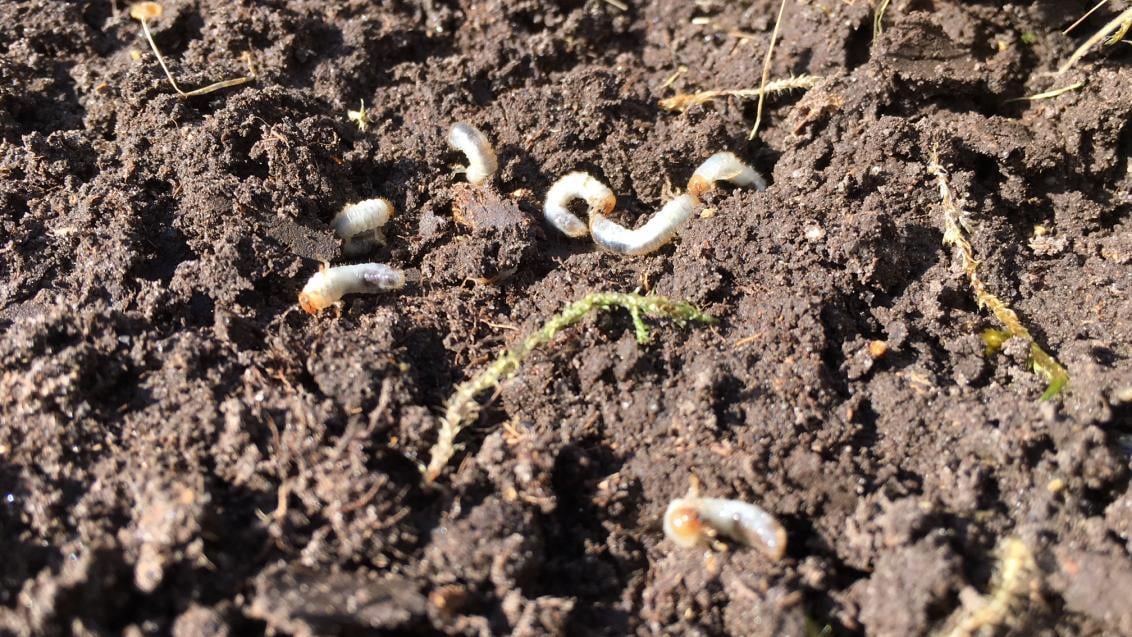 White grubs