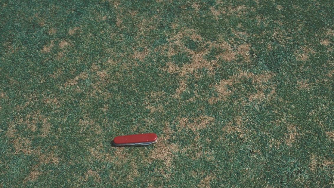 anthracnose_carousel
