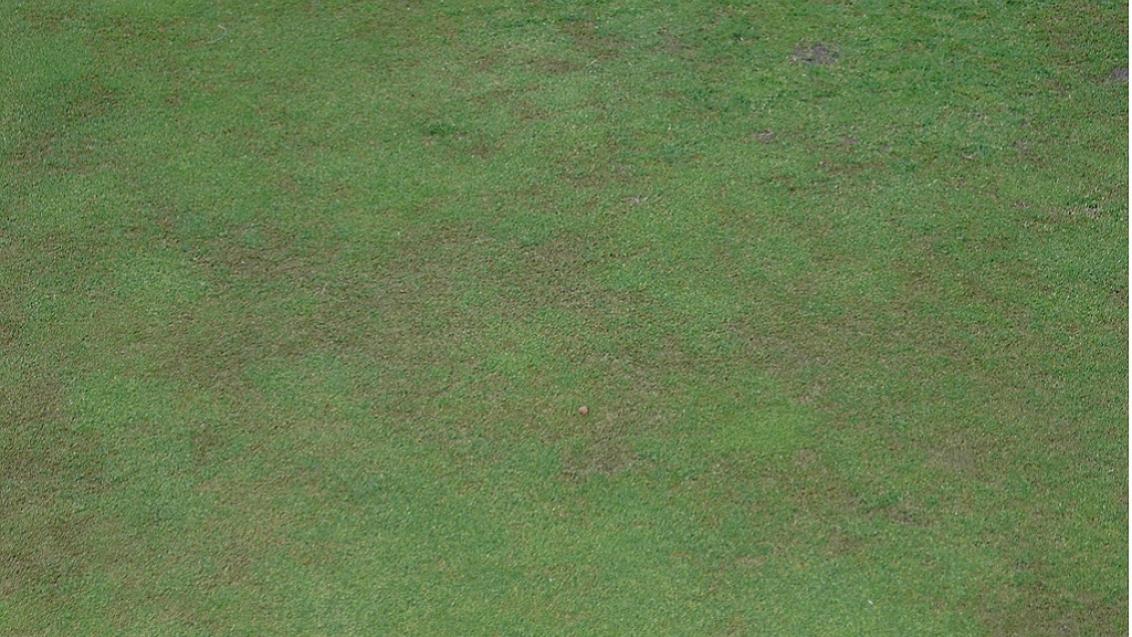 anthracnose foliar blight