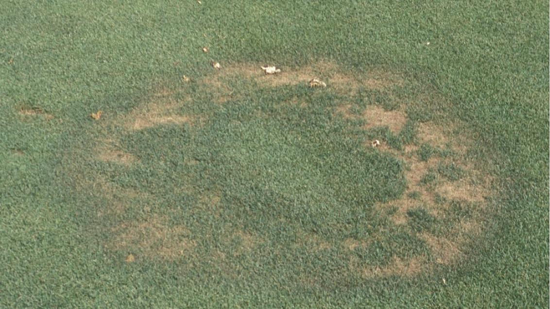 Fairy Ring Type 1