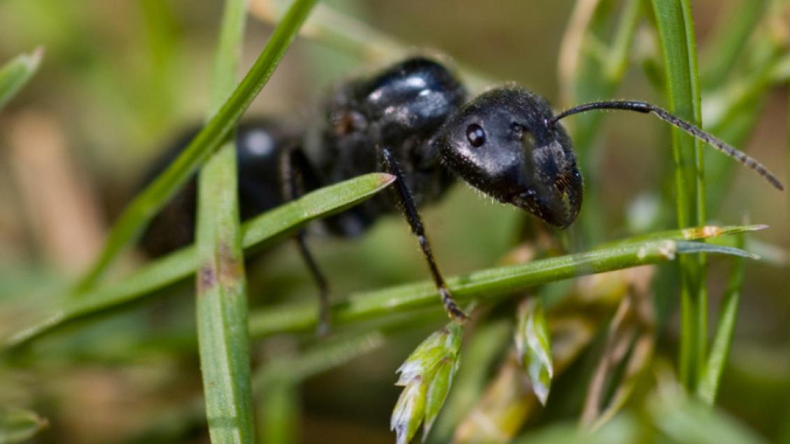 Ant