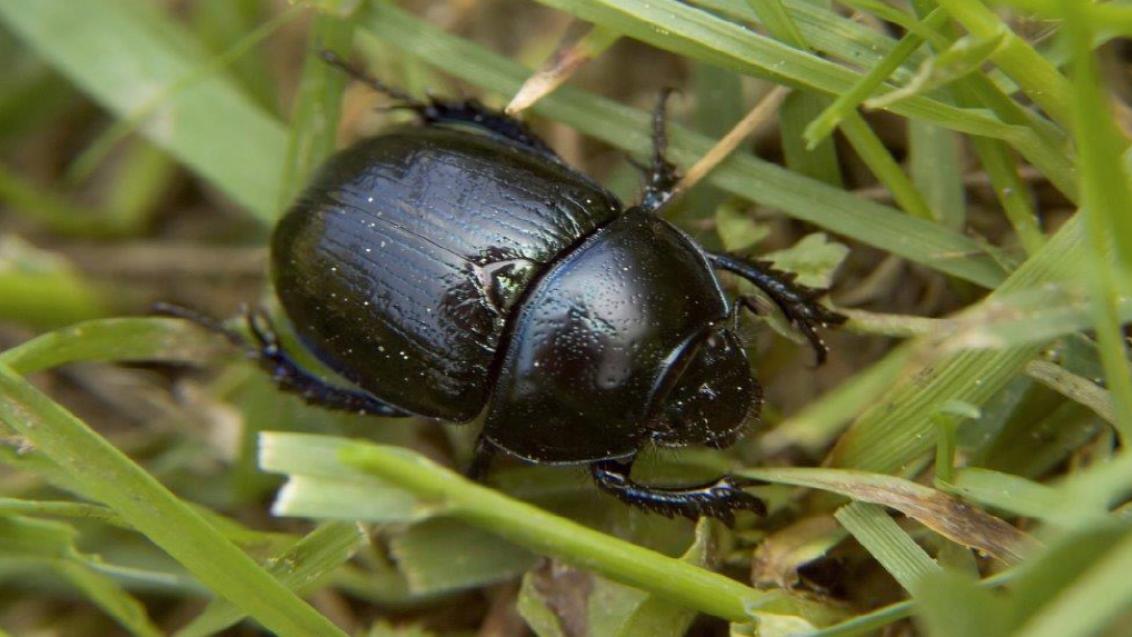 Black Beetle