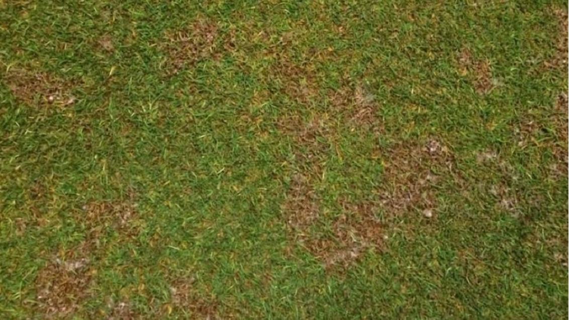 Fusarium Patch