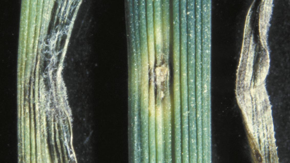 Grey Leaf Spot