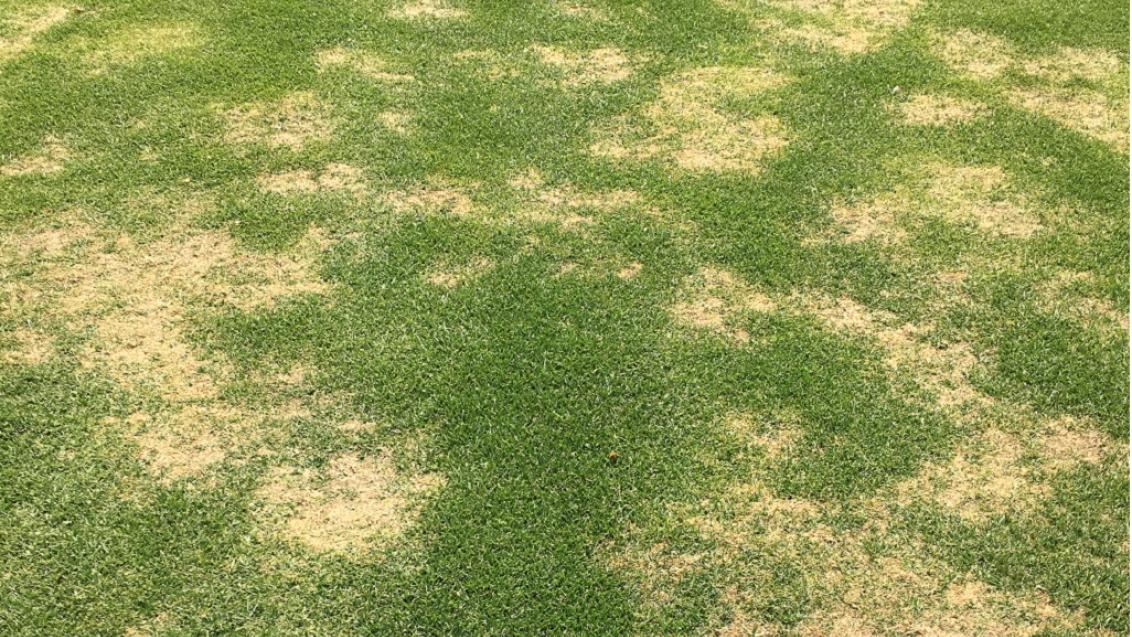 Large Patch in Johannesburg