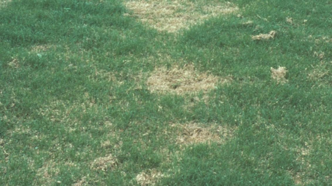 Spring dead spot - leptosphaeria korrae