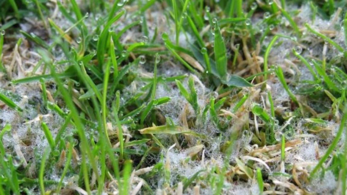 Management Tips for Dollar Spot on Golf Course