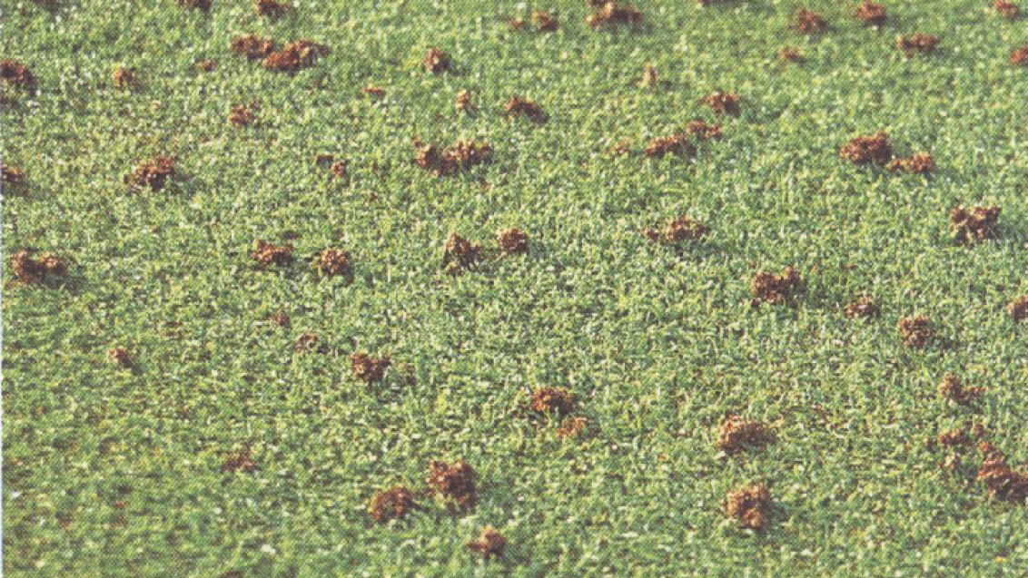 Rove Beetle Damage