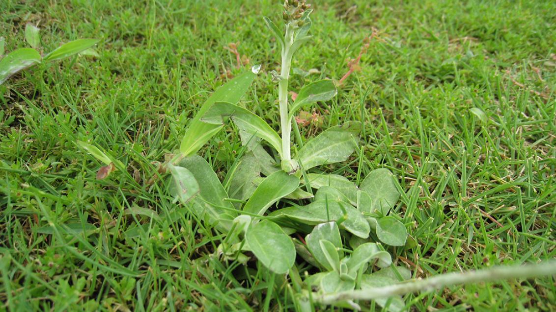 ウラジロチチコグサ 茎を伸ばした形状