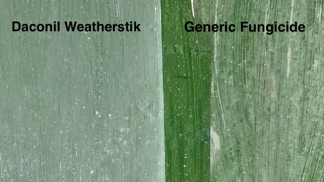 Daconil Weatherstik Fungicide for Turf in South Africa