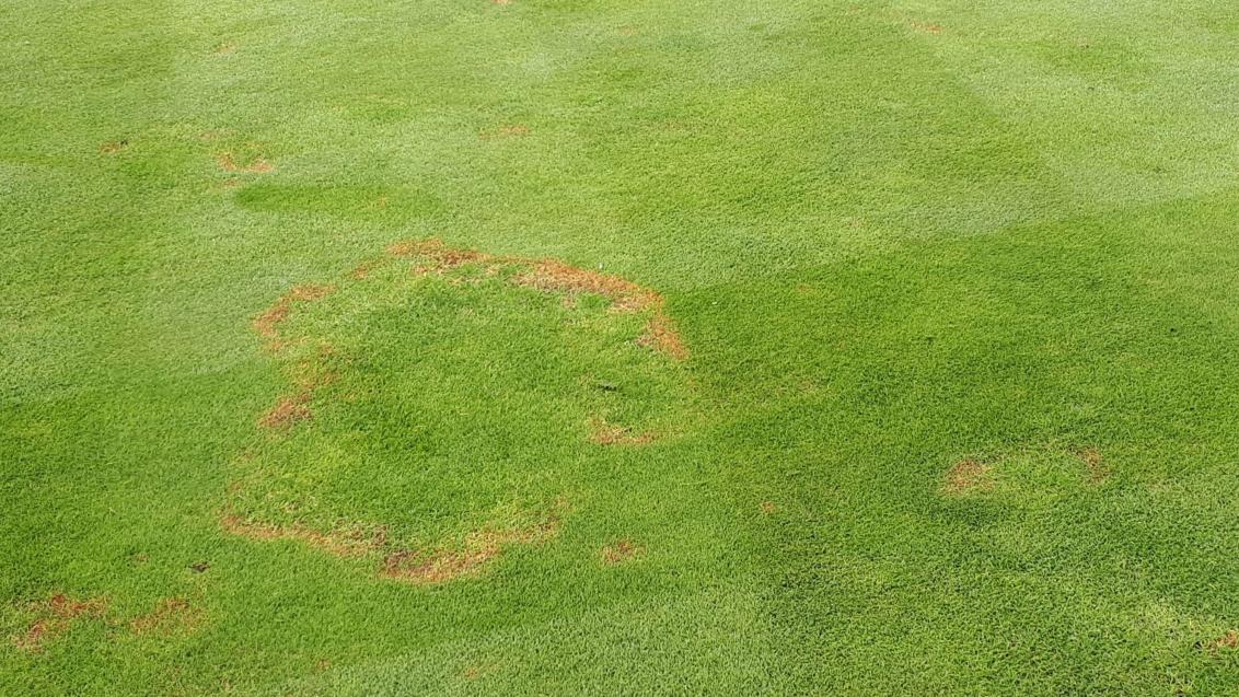Fairy rings