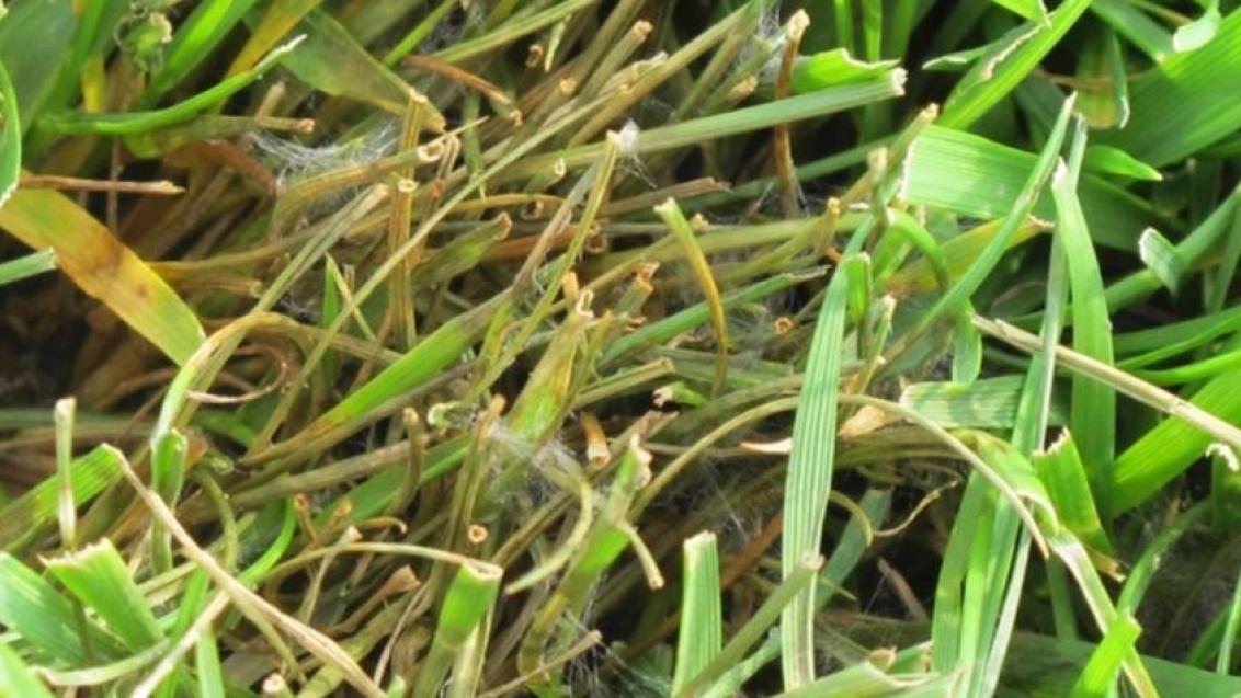 Control of Pythium Root Rot