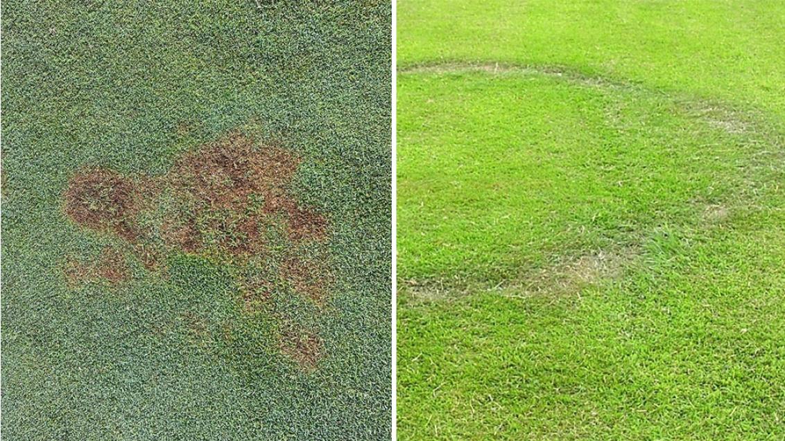 Take-all patch and fairy ring