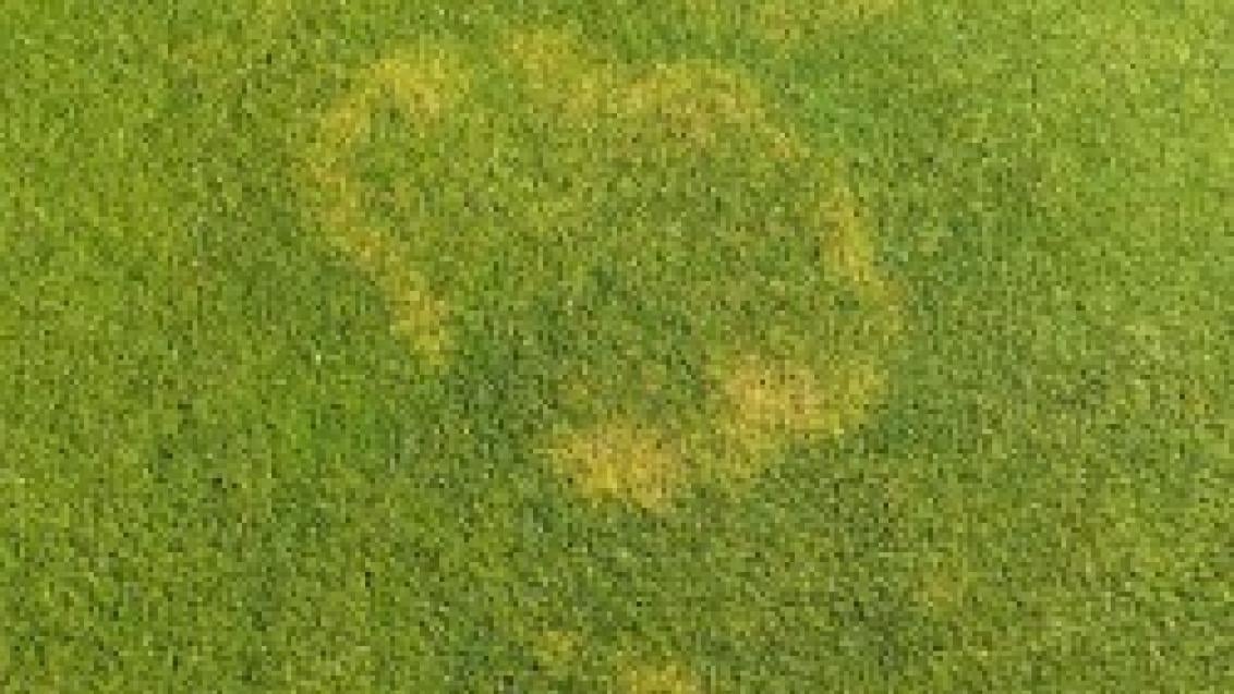 waitea_patch_2