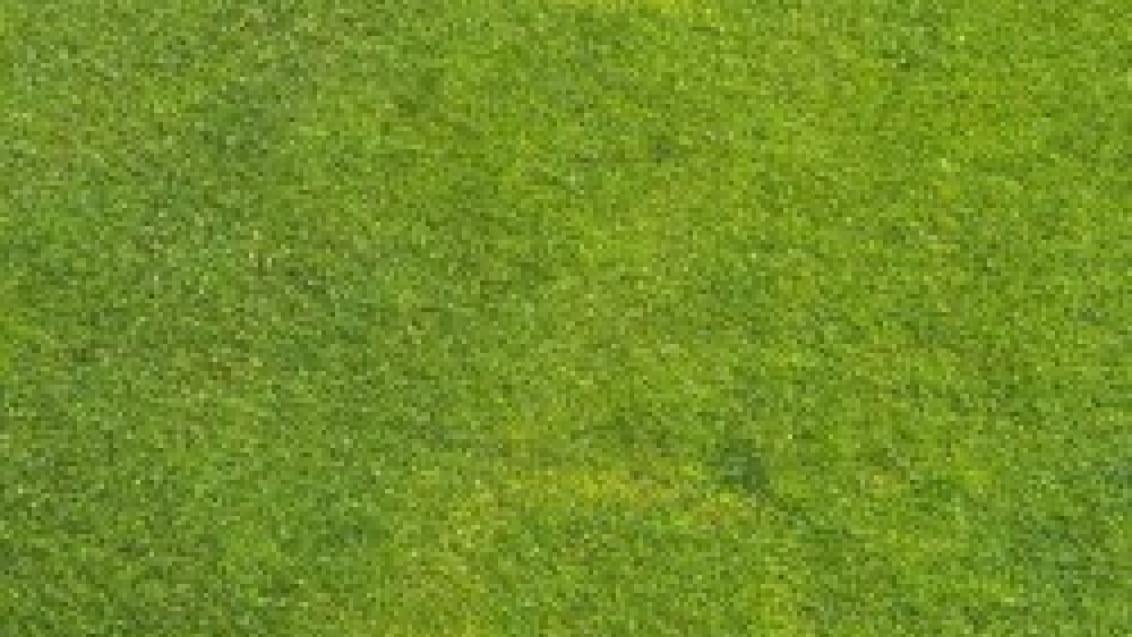 waitea_patch_1