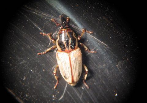 Billbug larvae Turf Pest | Syngenta Professional Solutions