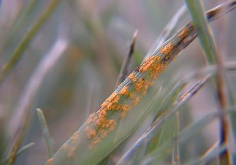 Rusts Turf Disease | Syngenta Professional Solutions