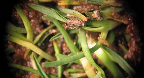 460x248px_argentine_stem_weevil_adult.jpg