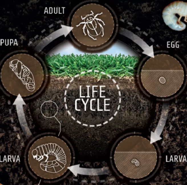 White Grub lifecycle