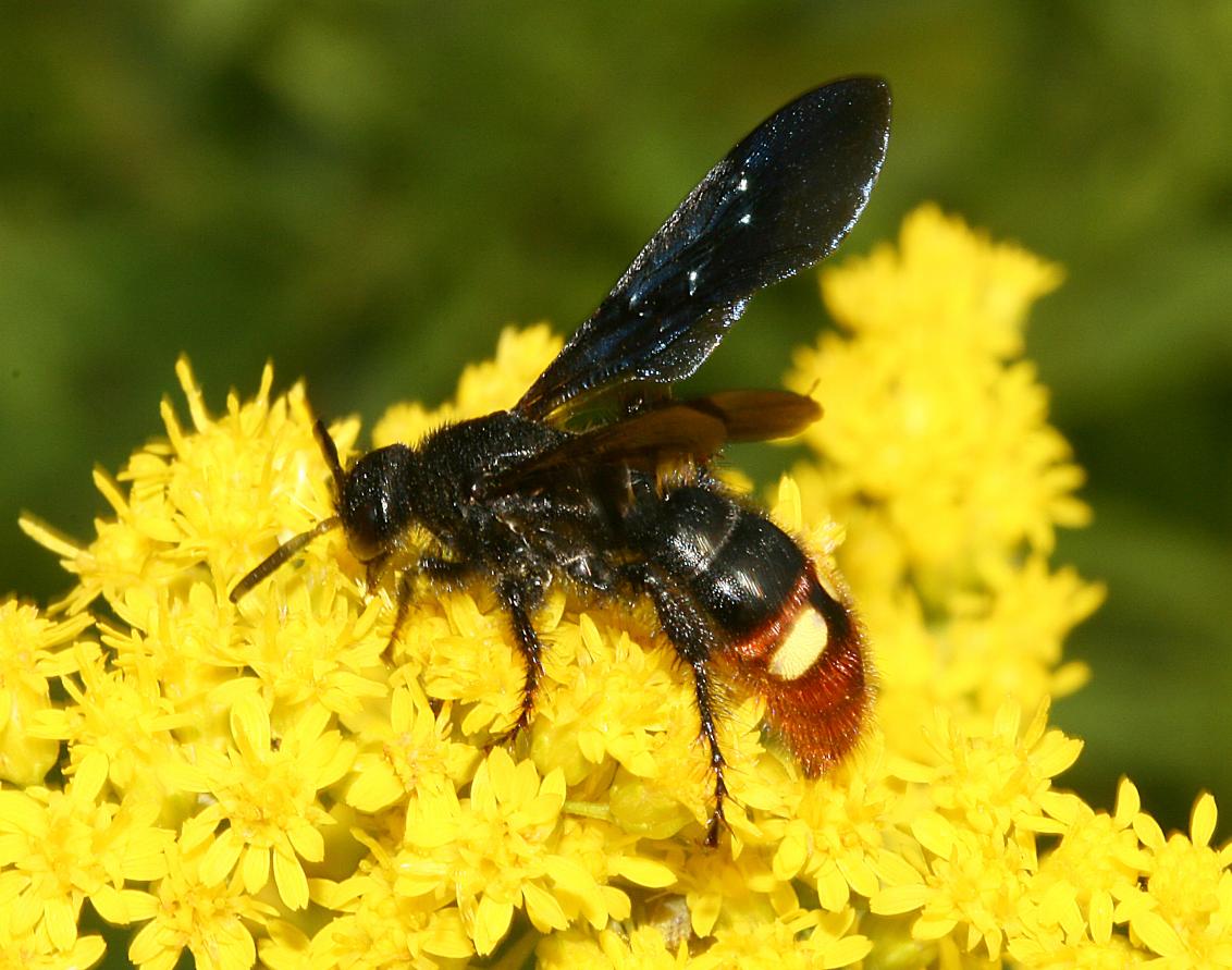 Parasitic Wasp