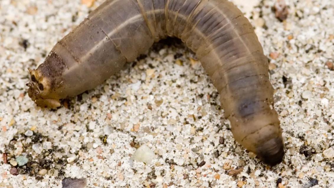 larve de tipule