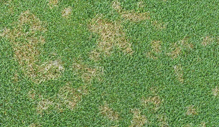 dollarspot_720x420