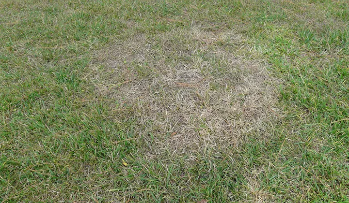 seedlingdiseases_720x420