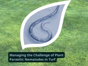 Nematode