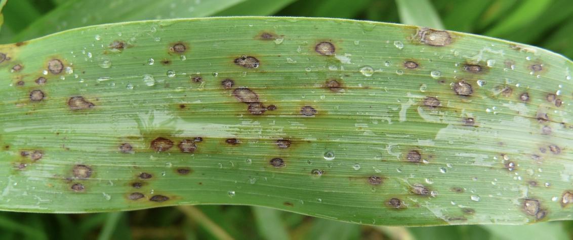 Turf Care in the UAE Treating Leaf Spot Curvularia