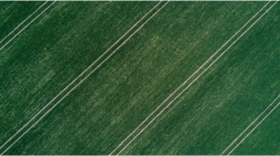 field