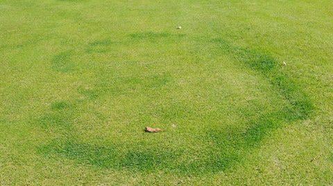 Fairy Ring Type II - image from UK. 
