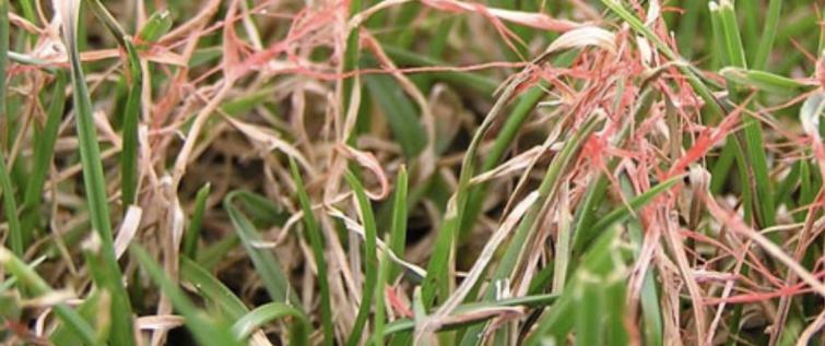 red_thread_turf_disease_uae
