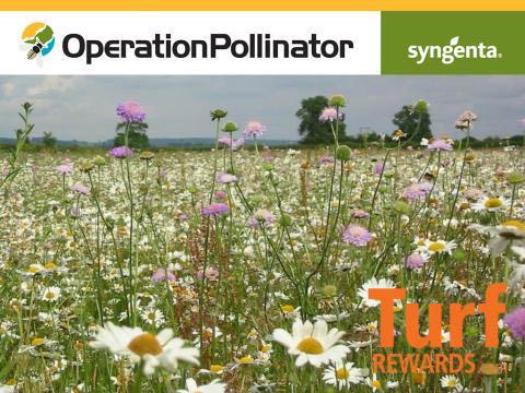 Operation Pollinator wildflower seed on Turf Rewards