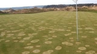 Microdochium Patch - How to treat on your golf course