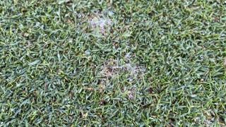 Dollar spot Nordics