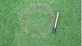 Brown Patch