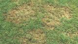 Brown Patch_Rhizoctonia solani