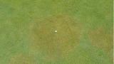 Brown Patch