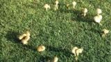 Fairy Ring Type 3