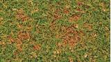 anthracnose