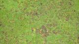 anthracnose_basal