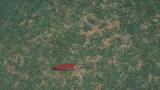anthracnose