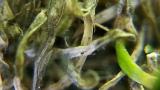 anthracnose_basal