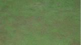 anthracnose_foliar_blight