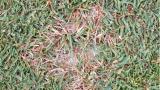 Dollar spot on bentgrass surface