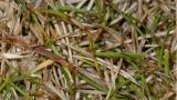 Dollar spot lesion - early stage