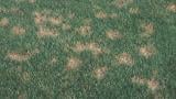 Dollar spot (sclerotinia homoeocarpa)